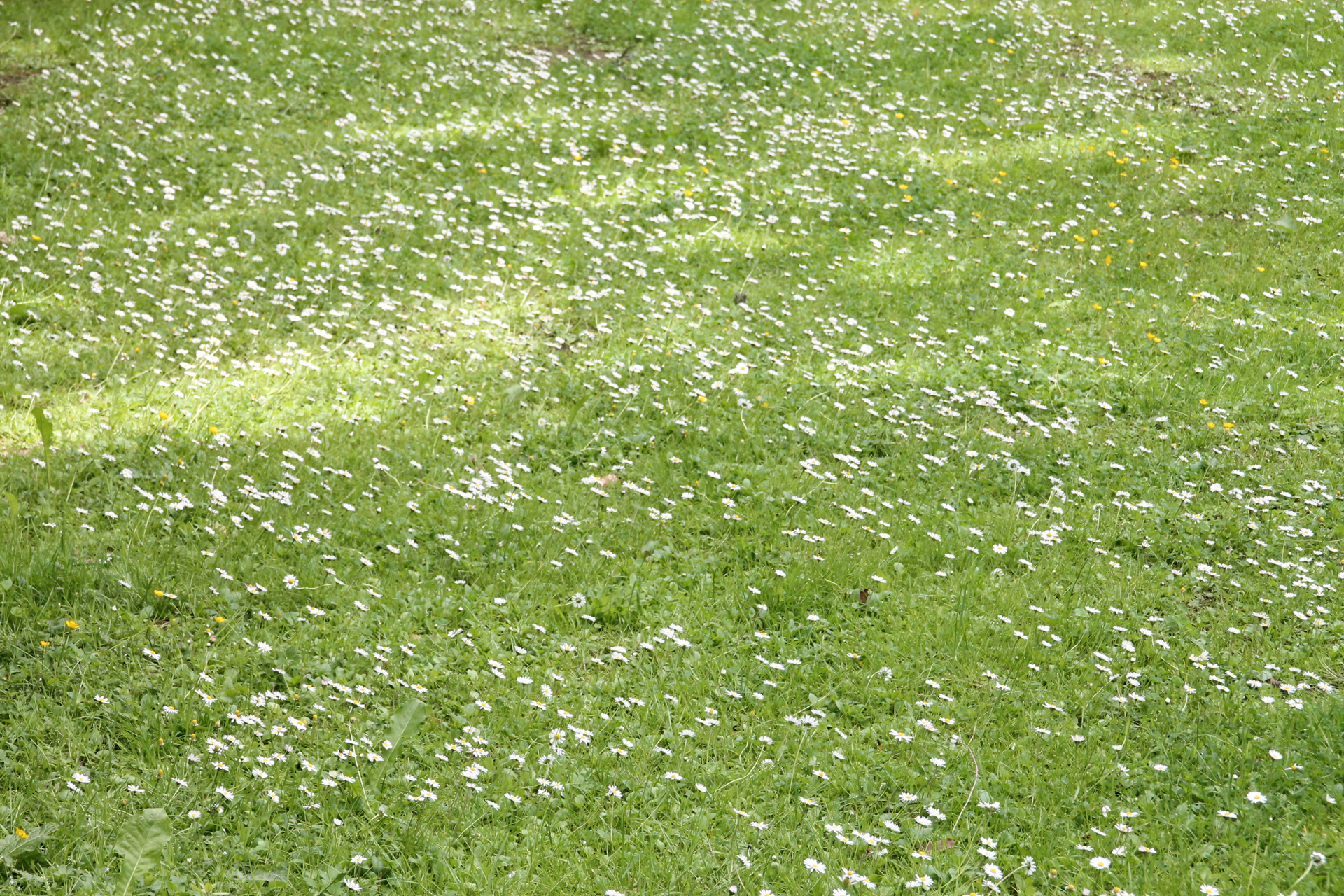 Tröpplkeller — photo 7